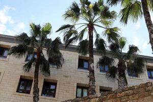 Tel Aviv Israel 03 28 2024. Buildings and structures in Tel Aviv through the foliage of tall trees. photo