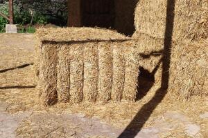 Straw is the dry stems of cereal crops remaining after threshing. photo