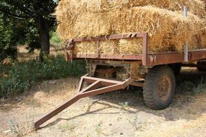 Straw is the dry stems of cereal crops remaining after threshing. photo