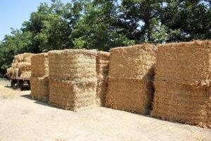 Straw is the dry stems of cereal crops remaining after threshing. photo