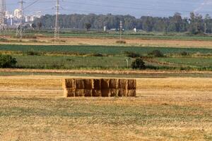 Straw is the dry stems of cereal crops remaining after threshing. photo