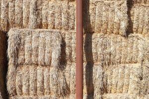 Straw is the dry stems of cereal crops remaining after threshing. photo