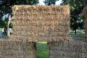 Straw is the dry stems of cereal crops remaining after threshing. photo