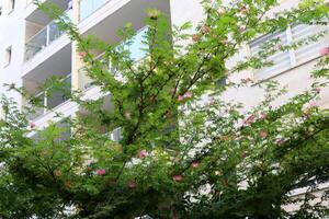 Tel Aviv Israel 03 28 2024. Buildings and structures in Tel Aviv through the foliage of tall trees. photo