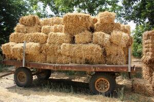 Straw is the dry stems of cereal crops remaining after threshing. photo