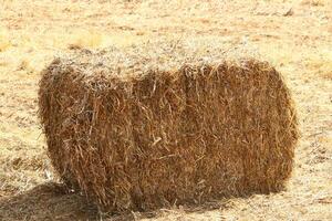 Straw is the dry stems of cereal crops remaining after threshing. photo