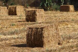 Straw is the dry stems of cereal crops remaining after threshing. photo