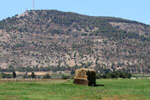 Straw is the dry stems of cereal crops remaining after threshing. photo