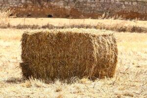 Straw is the dry stems of cereal crops remaining after threshing. photo