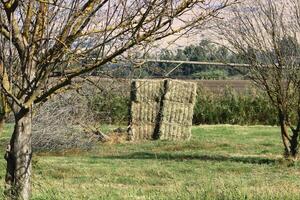 Straw is the dry stems of cereal crops remaining after threshing. photo