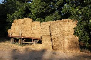 Straw is the dry stems of cereal crops remaining after threshing. photo