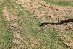 Straw is the dry stems of cereal crops remaining after threshing. photo