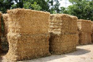 Straw is the dry stems of cereal crops remaining after threshing. photo