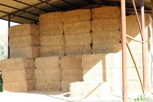 Paja es el seco tallos de cereal cultivos restante después trilla. foto