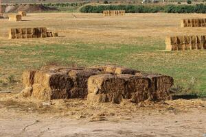 Straw is the dry stems of cereal crops remaining after threshing. photo