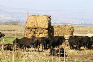 Straw is the dry stems of cereal crops remaining after threshing. photo