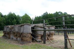 Straw is the dry stems of cereal crops remaining after threshing. photo