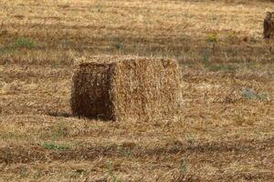 Straw is the dry stems of cereal crops remaining after threshing. photo