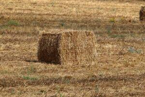 Straw is the dry stems of cereal crops remaining after threshing. photo