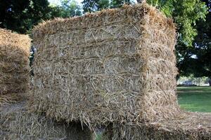Straw is the dry stems of cereal crops remaining after threshing. photo