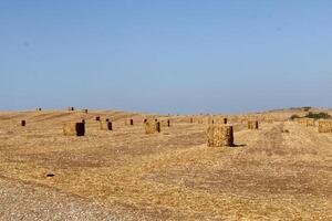 Straw is the dry stems of cereal crops remaining after threshing. photo