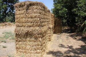 Straw is the dry stems of cereal crops remaining after threshing. photo