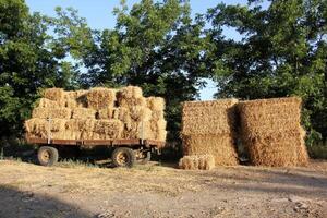 Straw is the dry stems of cereal crops remaining after threshing. photo