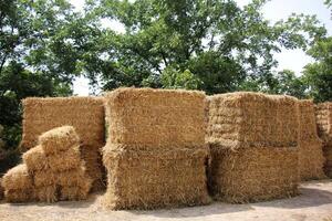 Straw is the dry stems of cereal crops remaining after threshing. photo