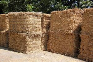 Straw is the dry stems of cereal crops remaining after threshing. photo