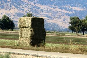 Straw is the dry stems of cereal crops remaining after threshing. photo