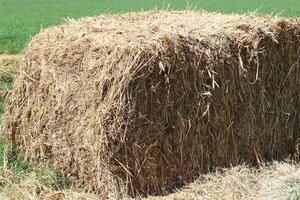 Straw is the dry stems of cereal crops remaining after threshing. photo