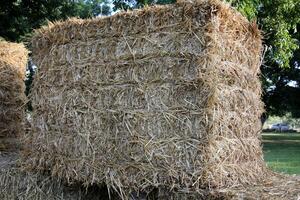 Straw is the dry stems of cereal crops remaining after threshing. photo