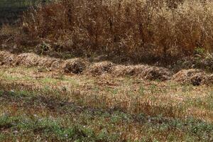 Straw is the dry stems of cereal crops remaining after threshing. photo