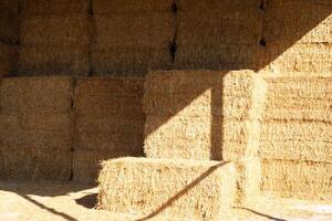 Straw is the dry stems of cereal crops remaining after threshing. photo