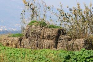 Straw is the dry stems of cereal crops remaining after threshing. photo