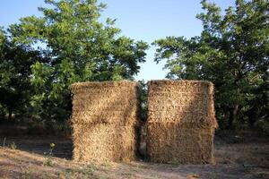 Straw is the dry stems of cereal crops remaining after threshing. photo