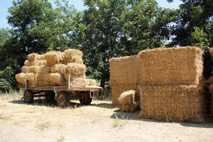 Straw is the dry stems of cereal crops remaining after threshing. photo