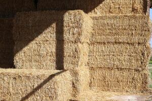 Straw is the dry stems of cereal crops remaining after threshing. photo
