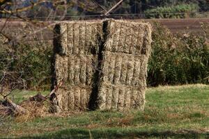 Straw is the dry stems of cereal crops remaining after threshing. photo