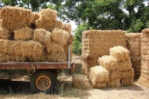 Straw is the dry stems of cereal crops remaining after threshing. photo