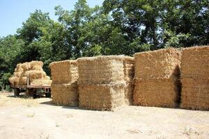 Straw is the dry stems of cereal crops remaining after threshing. photo