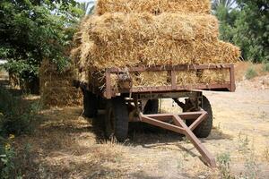 Straw is the dry stems of cereal crops remaining after threshing. photo