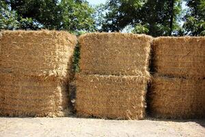 Straw is the dry stems of cereal crops remaining after threshing. photo
