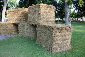 Straw is the dry stems of cereal crops remaining after threshing. photo