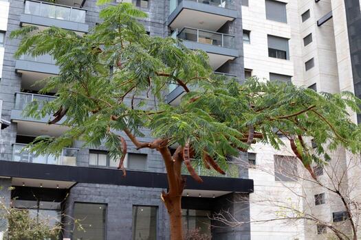 Tel Aviv Israel 03 28 2024. Buildings and structures in Tel Aviv through the foliage of tall trees. photo