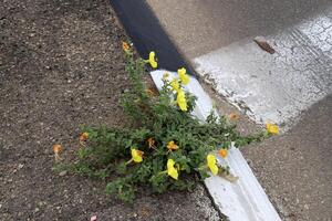 Green plants and flowers grow on the roadway and sidewalk. photo