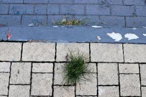 Green plants and flowers grow on the roadway and sidewalk. photo