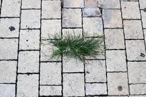 Green plants and flowers grow on the roadway and sidewalk. photo