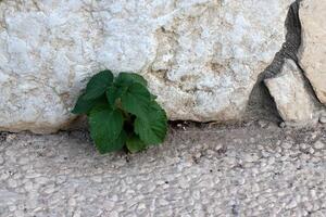 Green plants and flowers grow on the roadway and sidewalk. photo