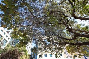 Tel Aviv Israel 03 28 2024. Buildings and structures in Tel Aviv through the foliage of tall trees. photo